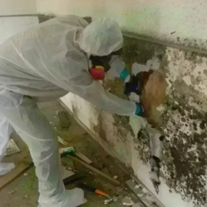 Mold Remediation and Removal in Todd County, KY